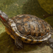 Caspian tortoise