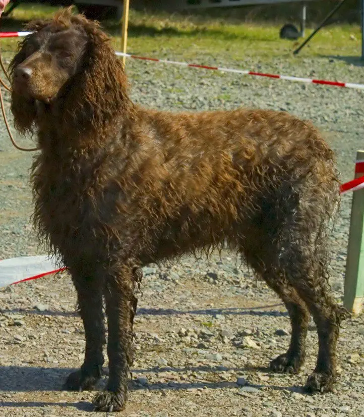 Pont-Audemer Spaniel