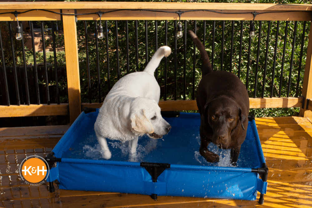 Pool for dogs: entertainment or necessity?
