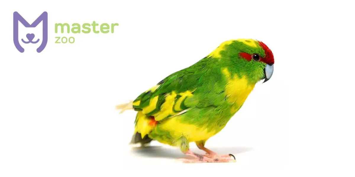 Kakariki |  Pet shop MasterZoo