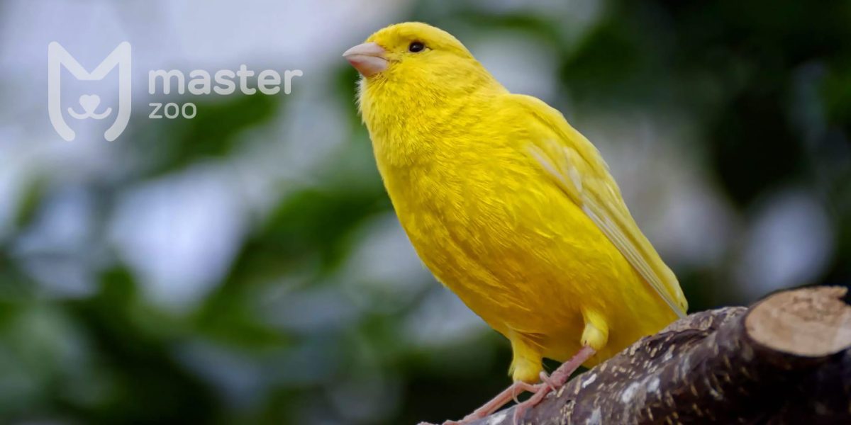 Canary |  Pet shop MasterZoo