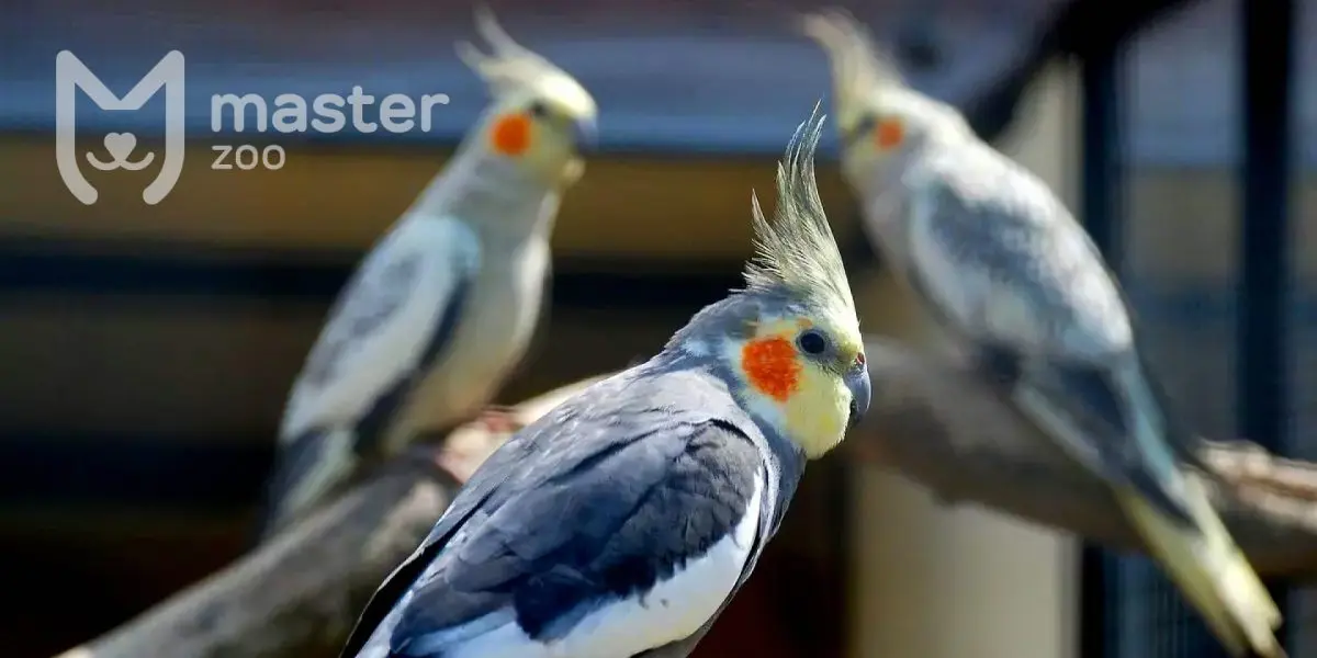 Corella |  Pet shop MasterZoo