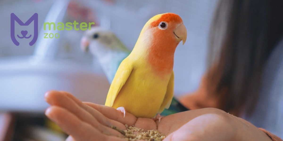 Lovebirds |  Pet shop MasterZoo