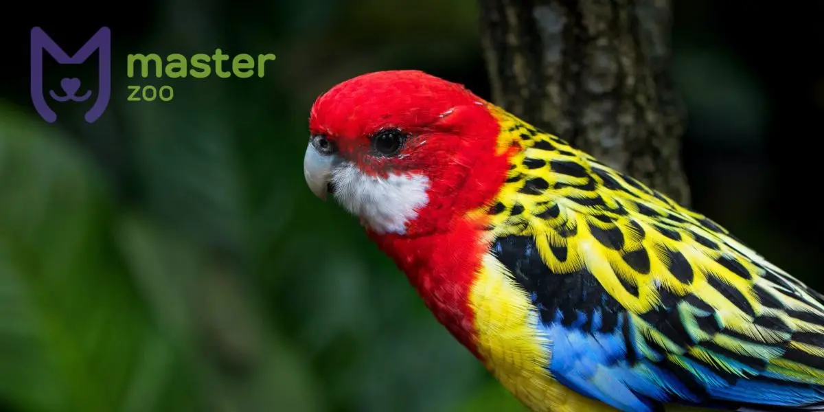 Rosella |  Pet shop MasterZoo