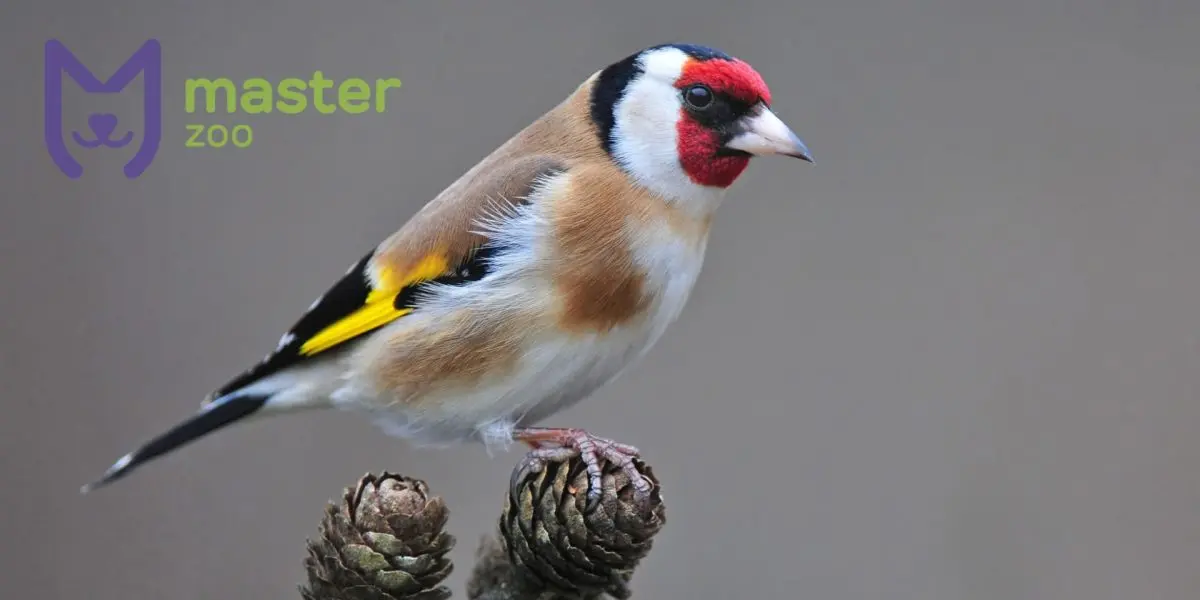 Goldfinch |  Pet shop MasterZoo