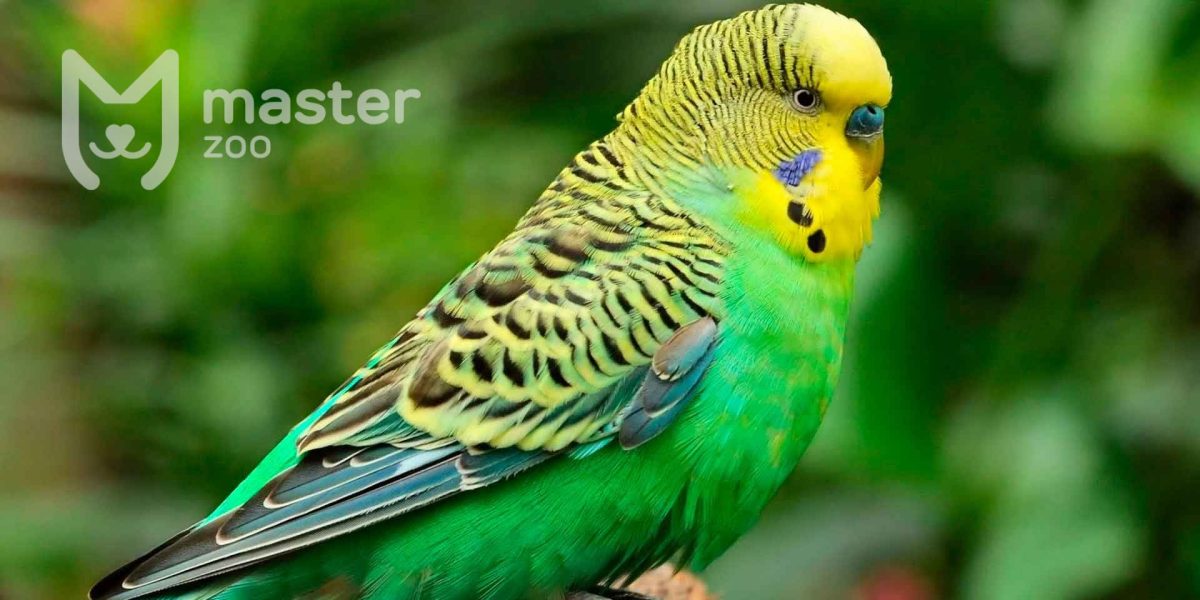 Wavy parrot |  Pet shop MasterZoo
