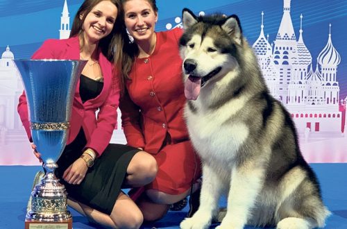 Popular dog shows in Russia
