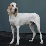 Porcelain Hound – (Chien de franche-comté)