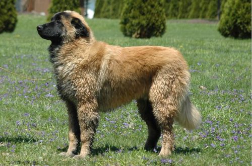 Portuguese Shepherd