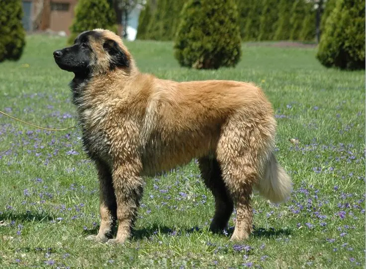 Portuguese Shepherd