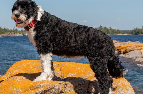 Portugalski vodeni pas