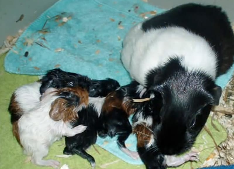 Postpartum complications in guinea pigs