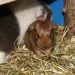 Giving birth to a guinea pig
