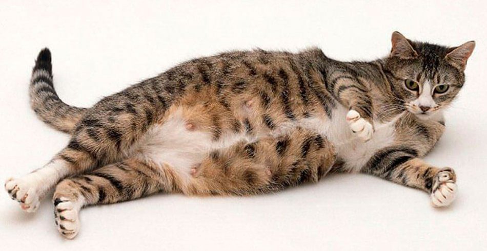 Pregnancy and childbirth in a cat