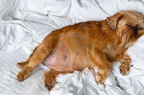 Pregnancy in dogs: answers to all questions!