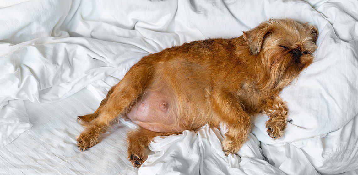 Pregnancy in dogs: answers to all questions!