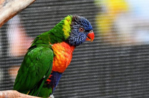 Preparation for breeding parrots