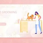 Preparing a cat for an exhibition
