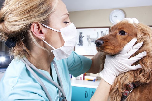 Prevention of dog diseases dangerous to humans