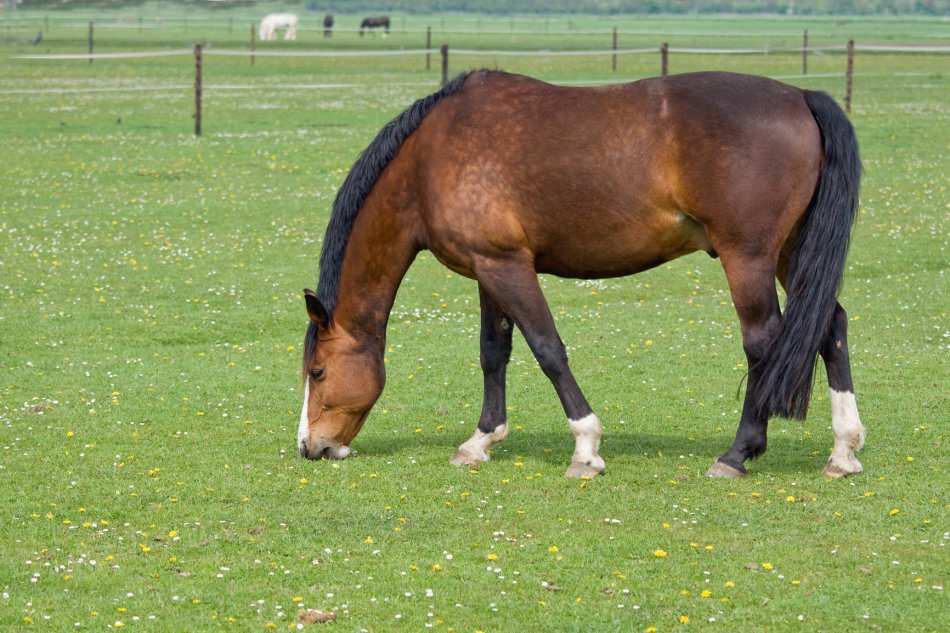 Principles of proper feeding of the horse