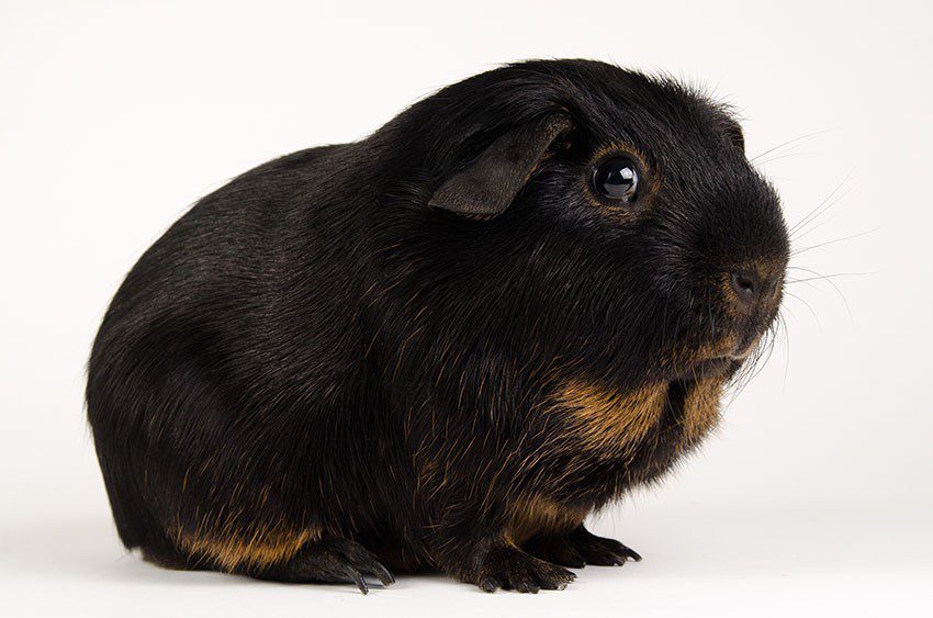 Problems of breed breeding of guinea pigs