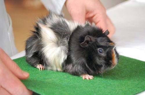 Problems of breed breeding of guinea pigs