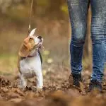 Proper dog walking
