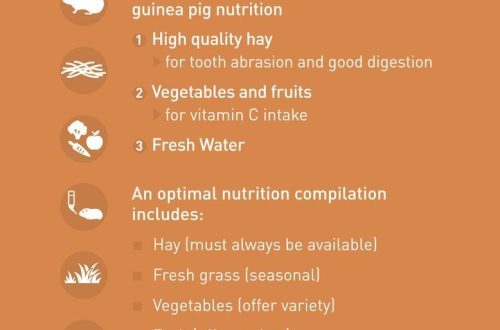 Proper nutrition for guinea pigs