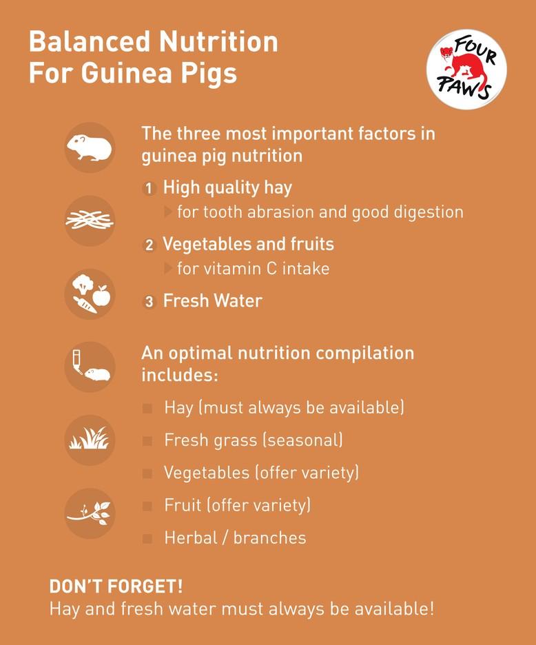 Proper nutrition for guinea pigs