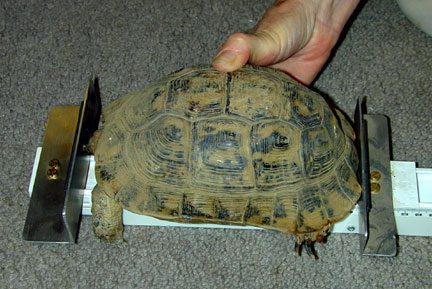 Proper organization of hibernation for tortoises.