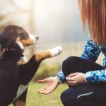 Proper puppy training