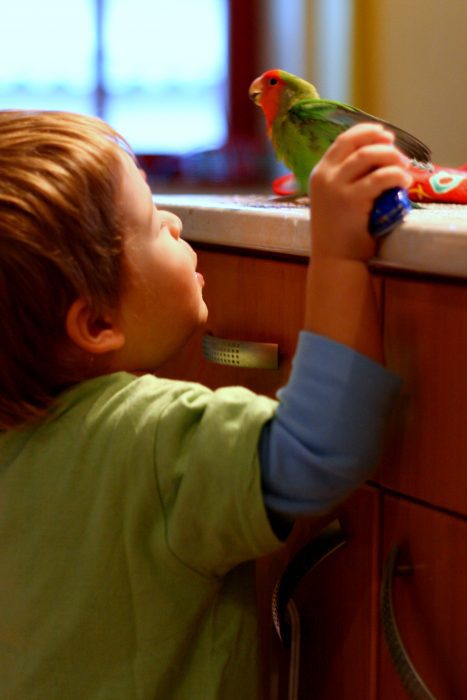 Pros and cons of keeping parrots