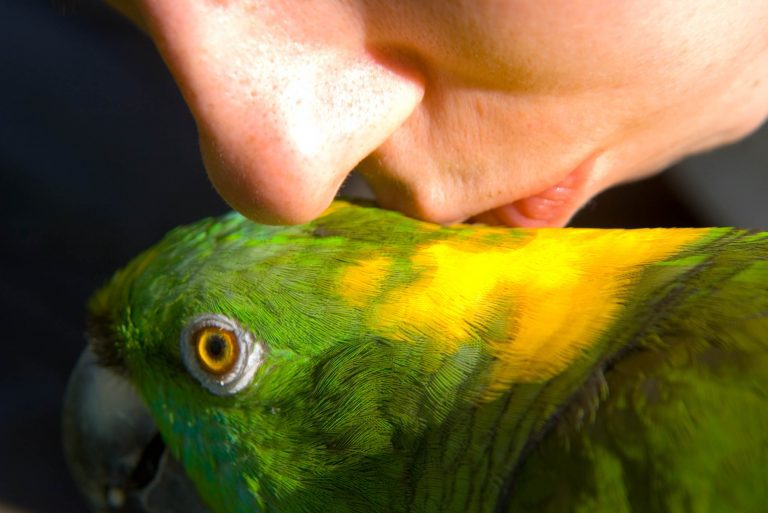 Pros and cons of keeping parrots
