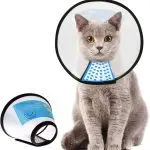 Protective collar for cats