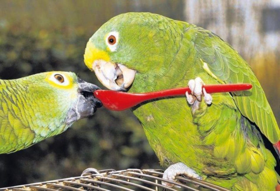 Protein food for parrots