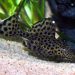 Synodontis Lotti