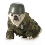 PTSD in dogs