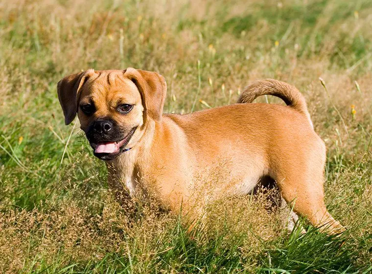 Puggle