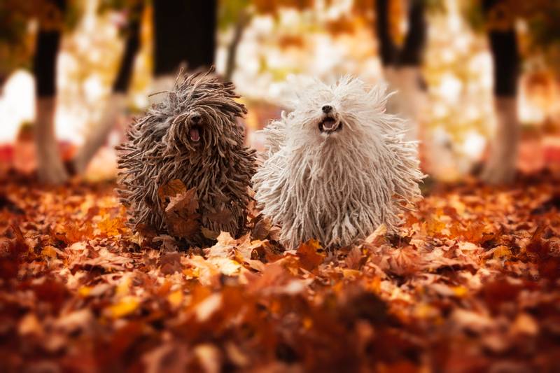 Brown and white Puli