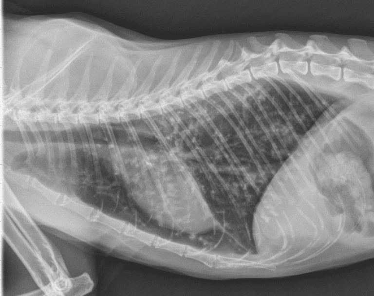 Pulmonary edema in cats and cats