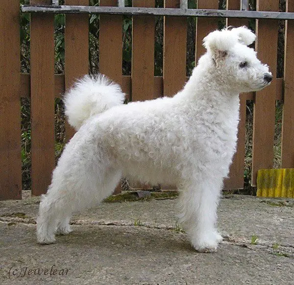 Pumi (razza canina)