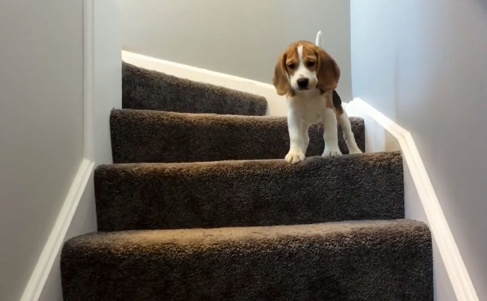 Puppies against the stairs in the cutest video