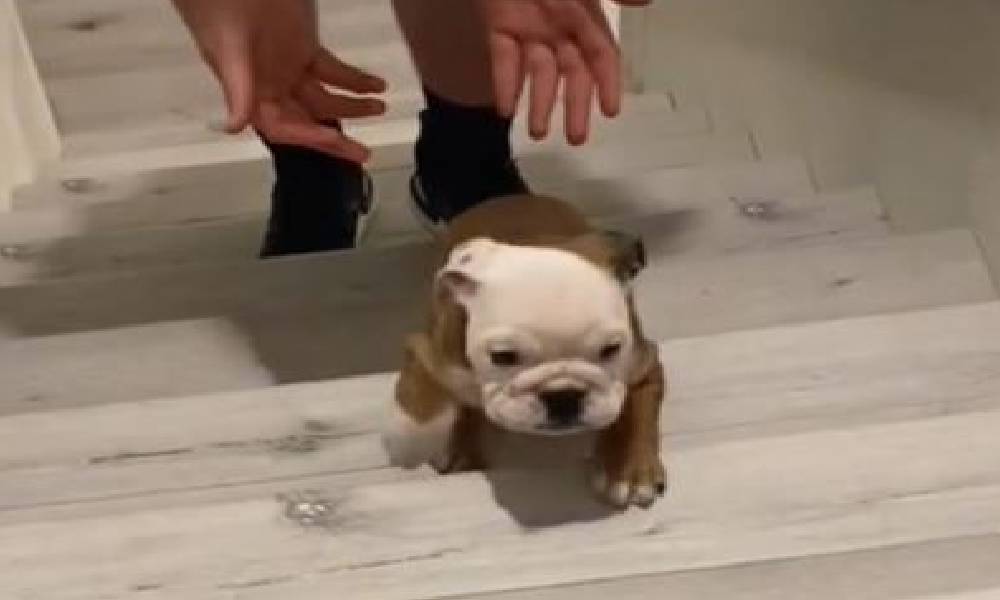 &#8220;Puppies against the stairs in the &#8220;cutest&#8221; video&#8221;