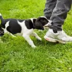 Puppy bites legs