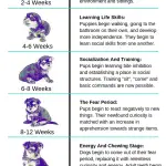 Puppy Development Stages