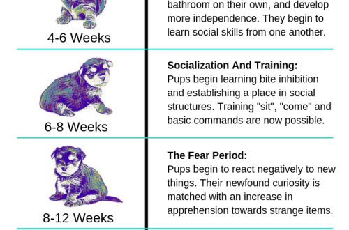 Puppy Development Stages