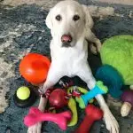 Puppy doesn’t want to play with toys