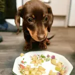 puppy feeding
