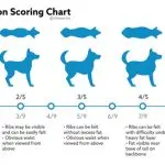 Puppy feeding rate