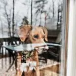“Puppy in quarantine – we have nothing to do with him!”